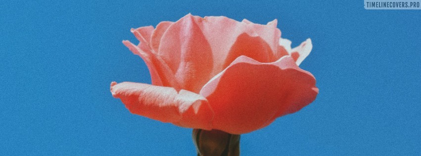 Aesthetic Pink Rose Flower Facebook Cover