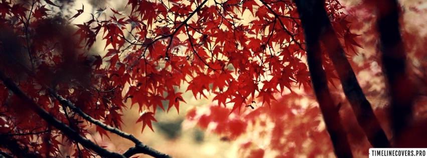 Autumn Tree Red Leaves Facebook Cover Photo
