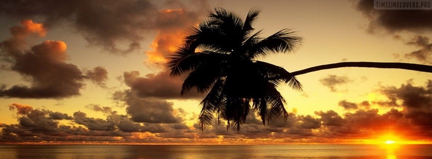 Beach Palm Tree Facebook cover