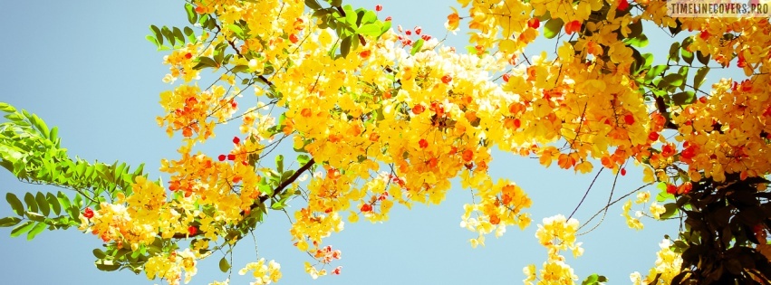 Beautiful Yellow Spring Flowers Facebook Cover