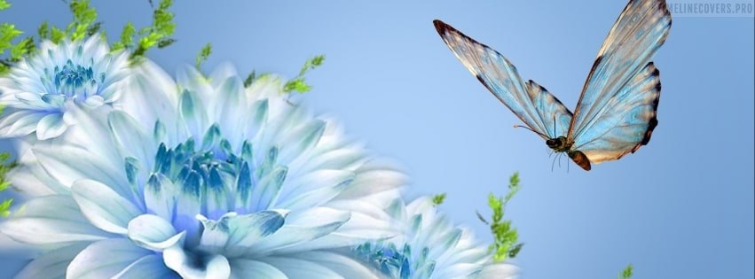 butterfly backgrounds for facebook