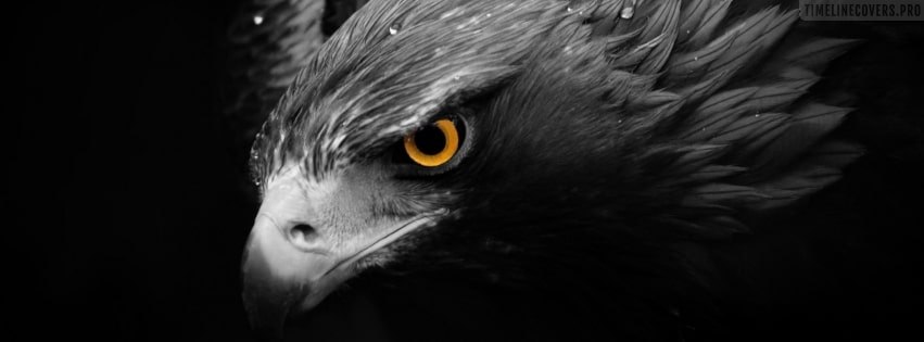 Eagle Looking at Your Profile Facebook Cover Photo