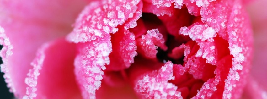 pink winter cover photos for facebook