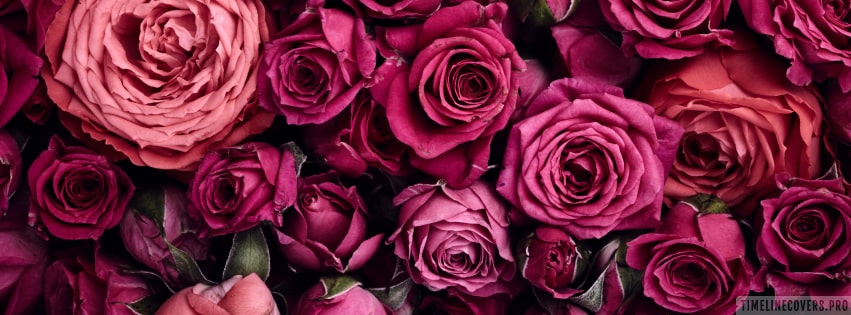 Light Pink And Dark Pink Roses Flowers Facebook Cover