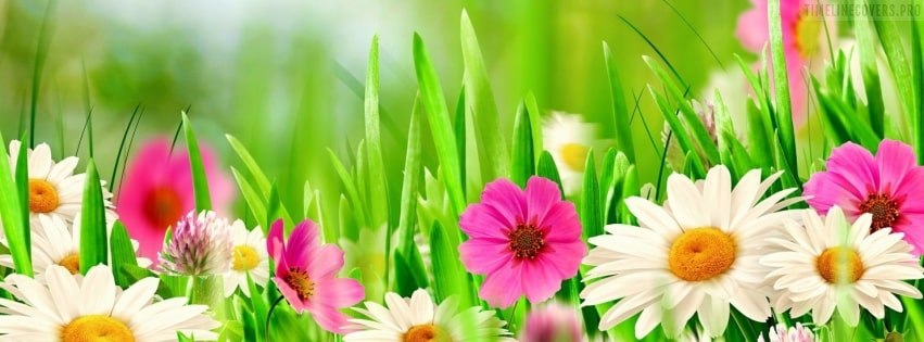 Spring Pink And White Flowers Facebook Cover