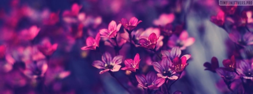 Stunning Little Flowers Facebook Cover
