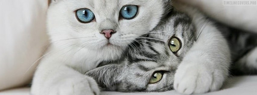 cute cat facebook covers