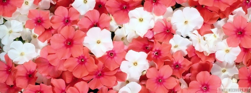 cute flower facebook covers