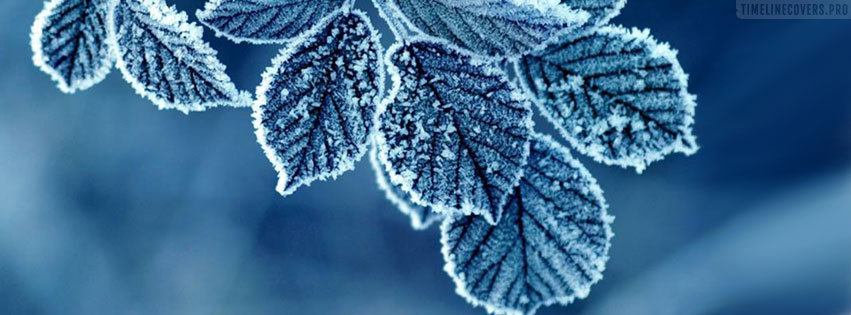 Winter Leaves Facebook Cover Photo
