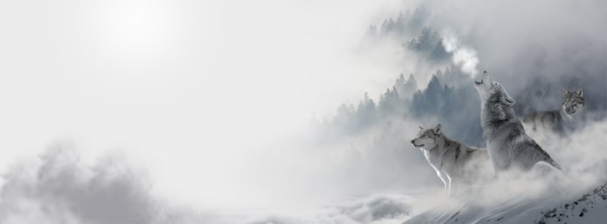 Hãy chiêm ngưỡng hình ảnh đầy uy quyền của con sói, với bộ lông xám đen nổi bật trên nền trắng tuyết. Sự mạnh mẽ và độc đáo của chúng sẽ khiến bạn bị quyến rũ.